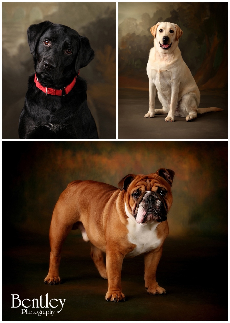 Pet Portraits, Bentley Potography