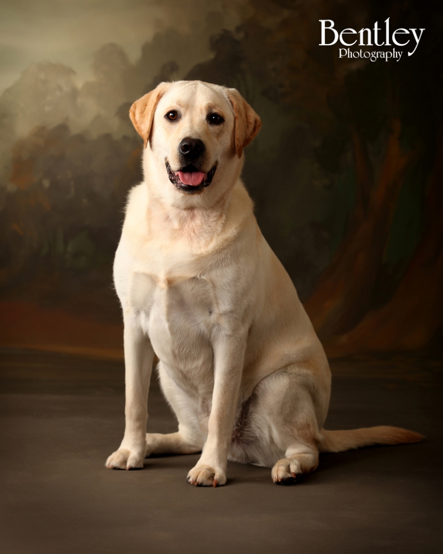 pet portraits, Georgia photographer