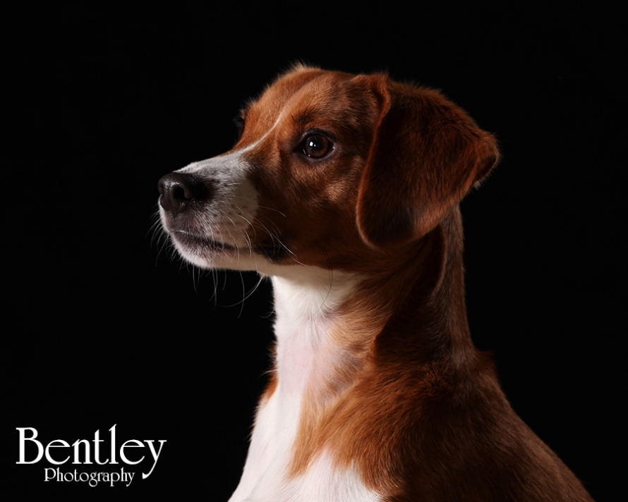 Pet photography, Winder, GA, photographer, Bentley Photography